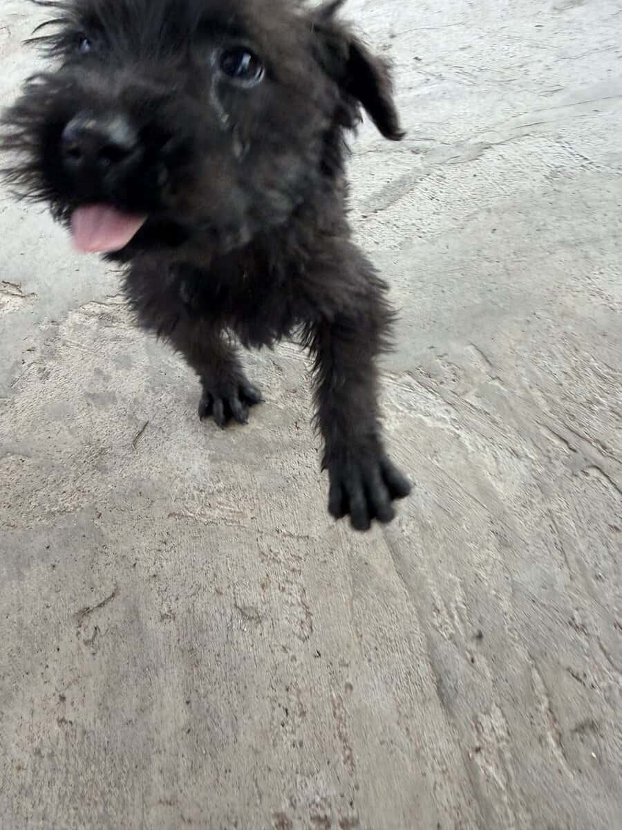 Giant Schnauzer 1 image 1