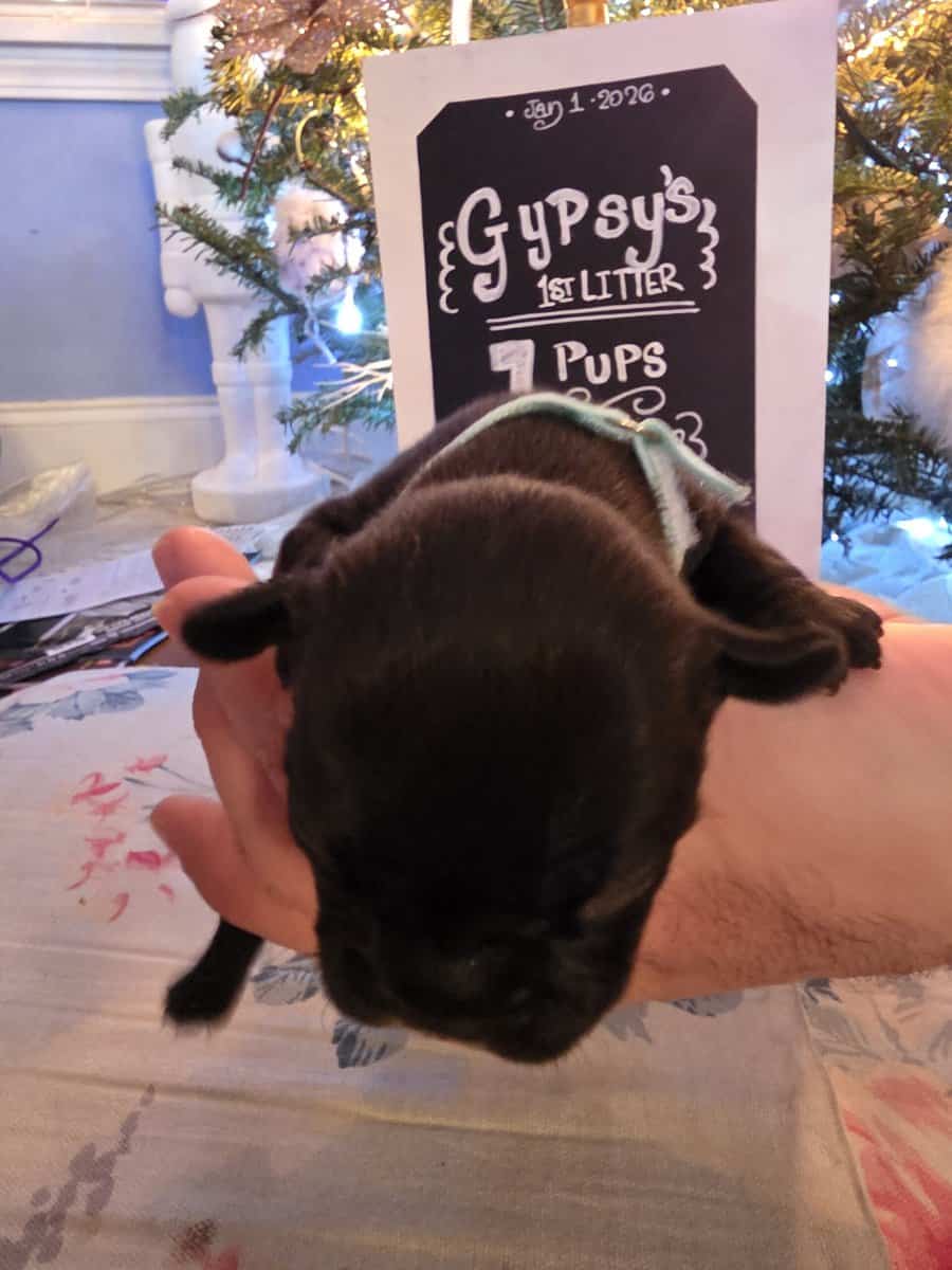 Gypsy's Frenchie puppies image 6