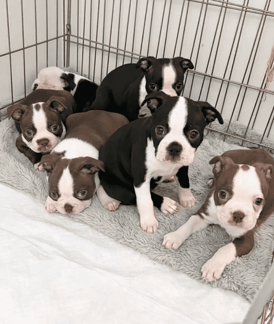 Sweet Boston Terrier puppies looking for loving image 2