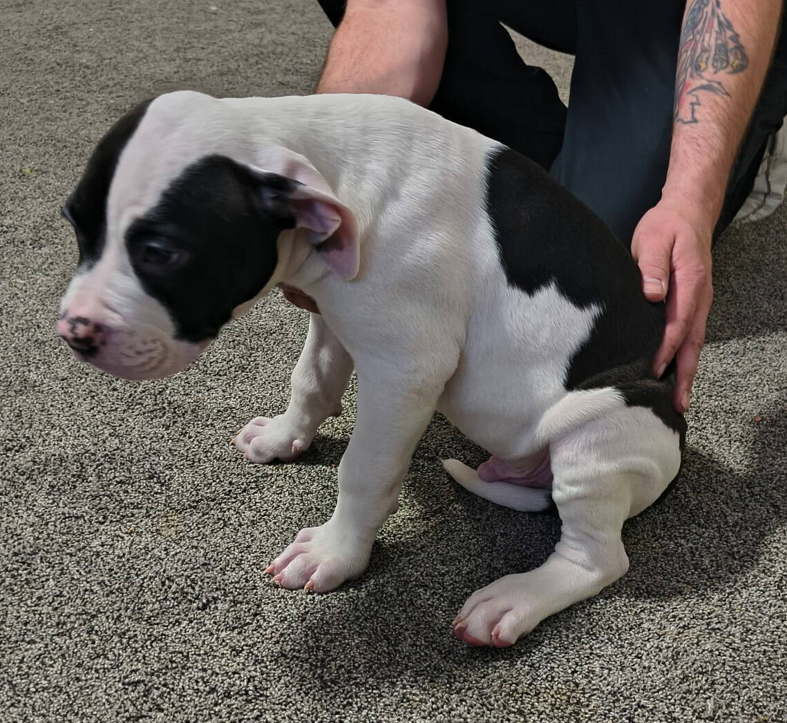 American Bulldog puppies image 11