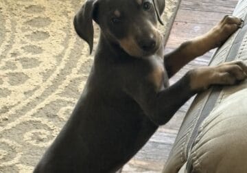 Doberman puppy male