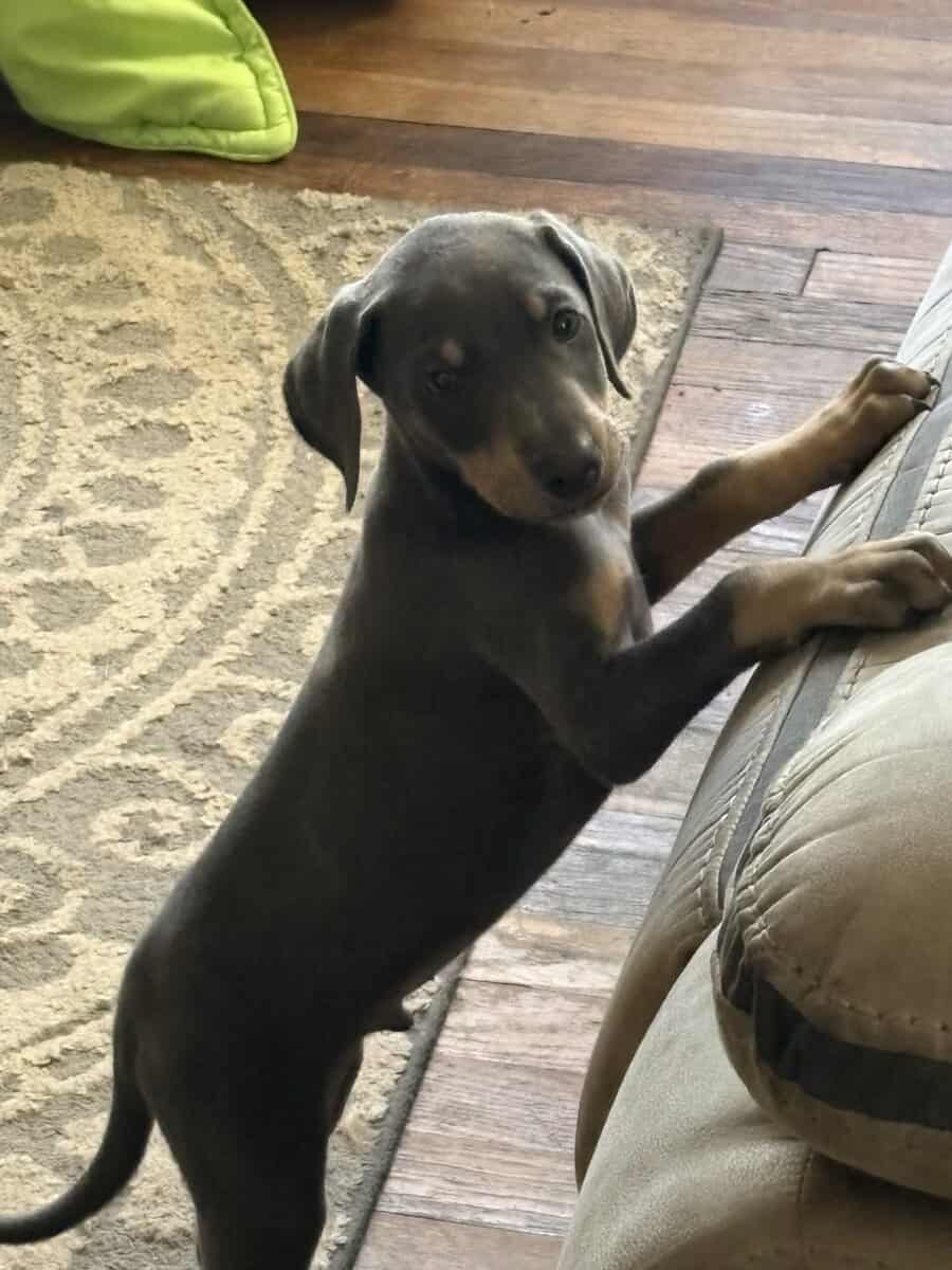 Doberman puppy male image 2