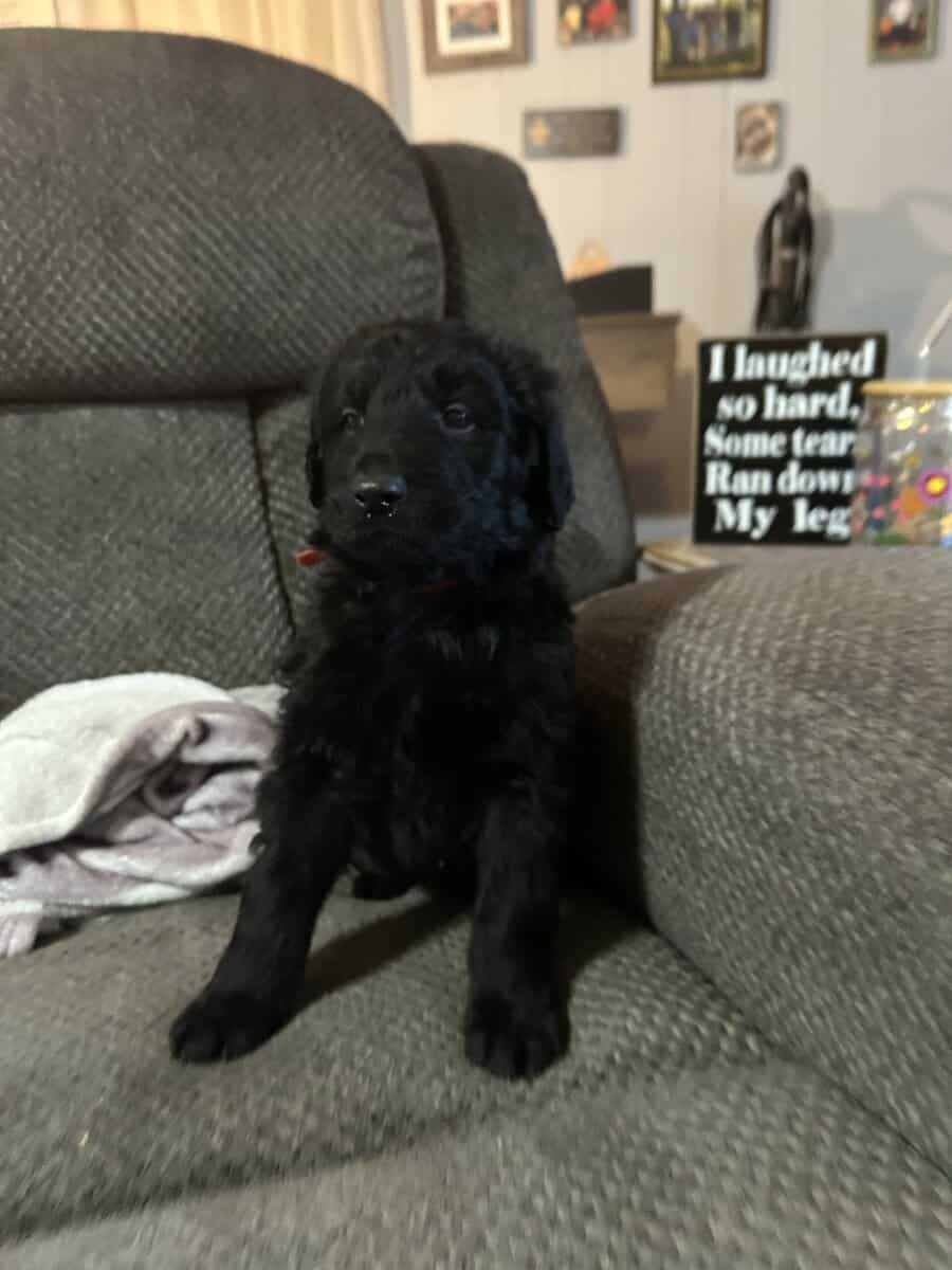 German Shepherd- Standard Poodle mix puppies image 3