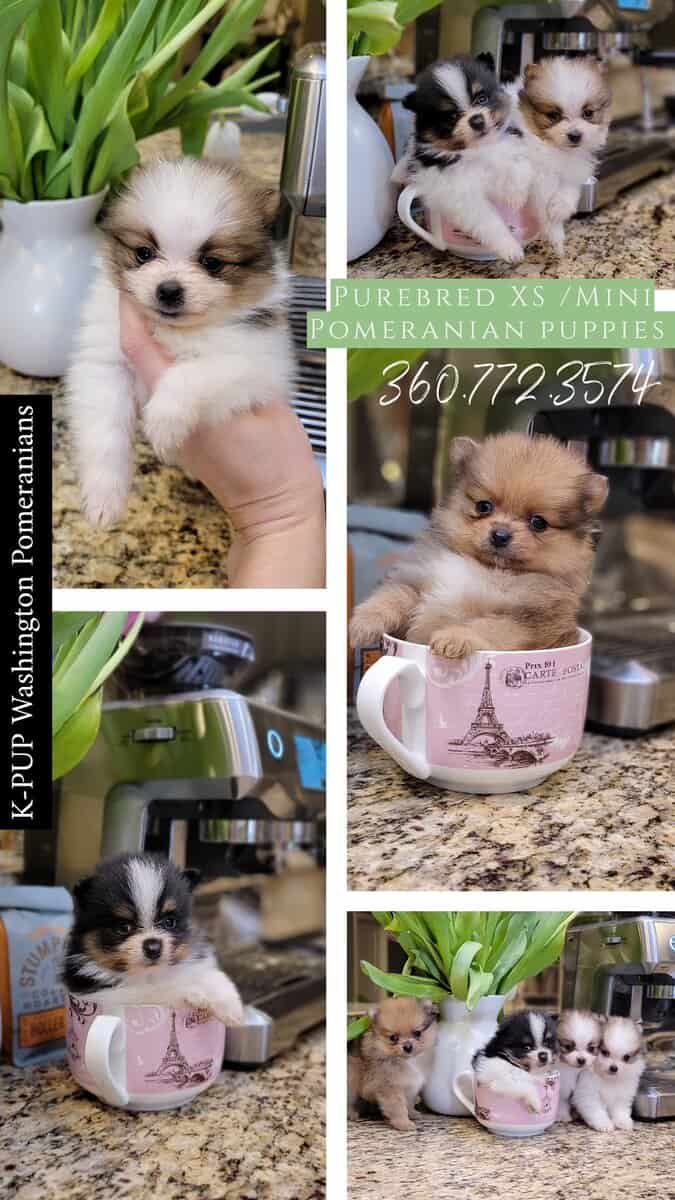 Pomeranian Puppies XS / MINI image 3