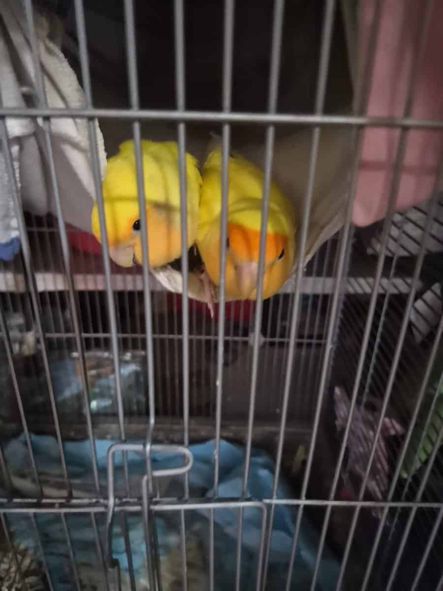 2 love birds image 1