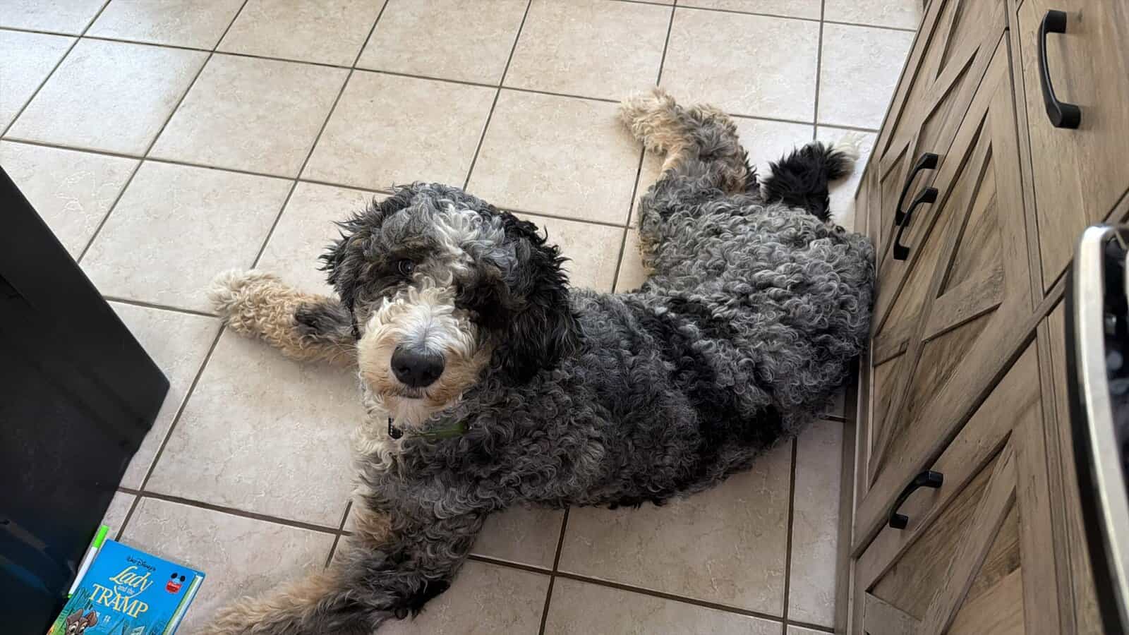 1 year old bernedoodle image 1