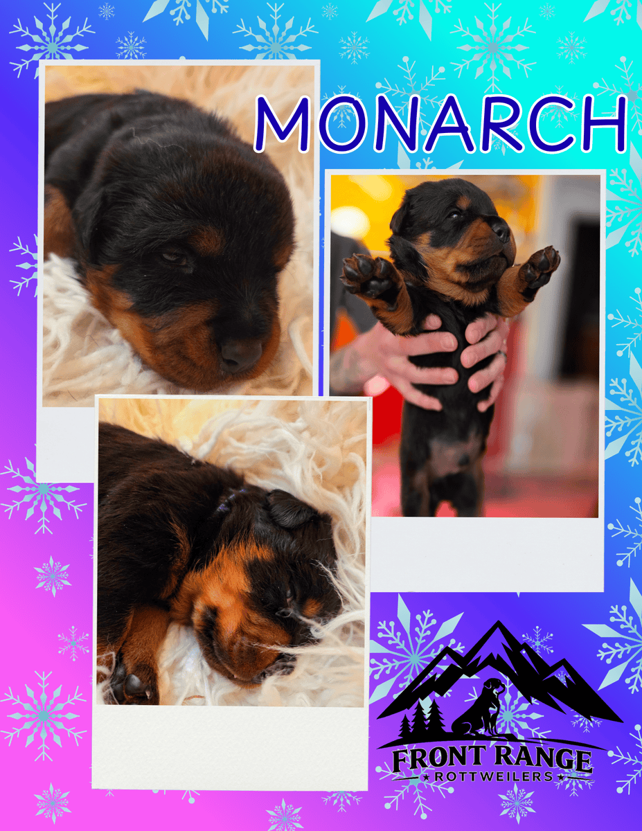Front Range Rottweilers Looking For Loving Homes image 10
