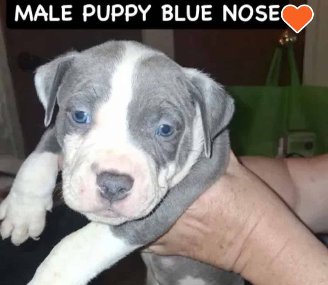 Male/female bluenose pitbull puppies. image 5