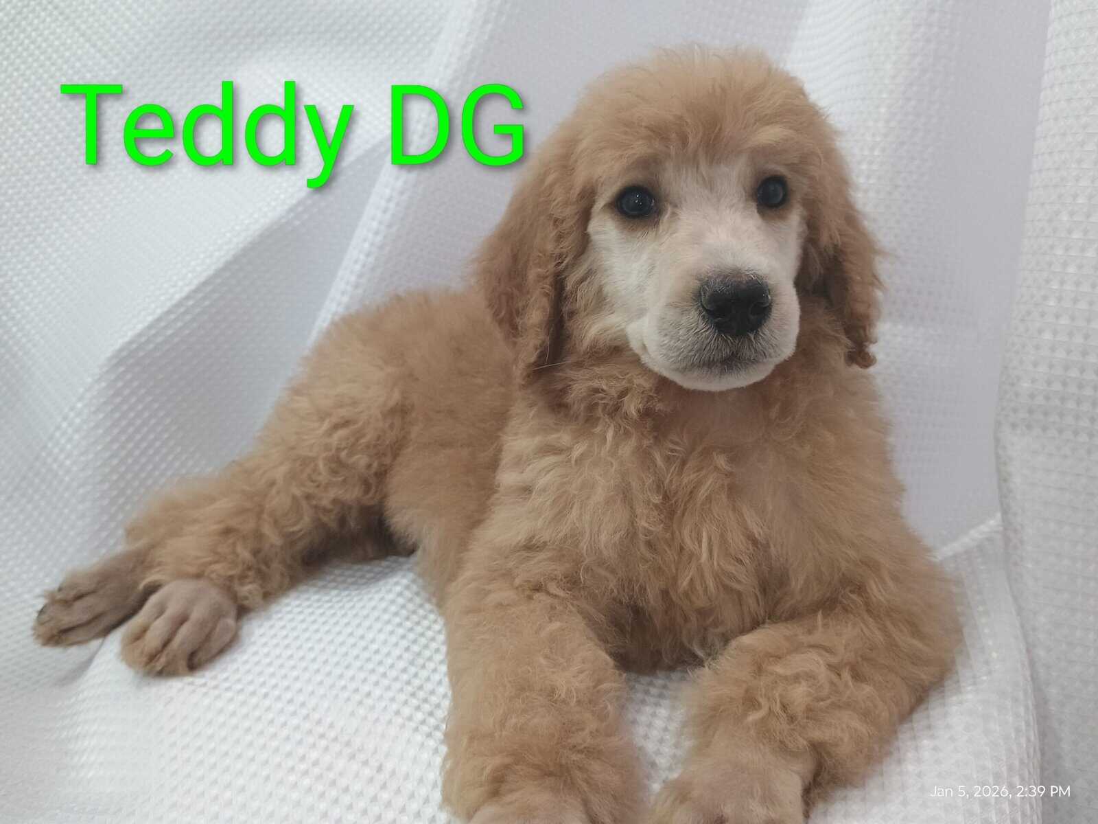Standard Poodle Puppies (red/apricot) image 4