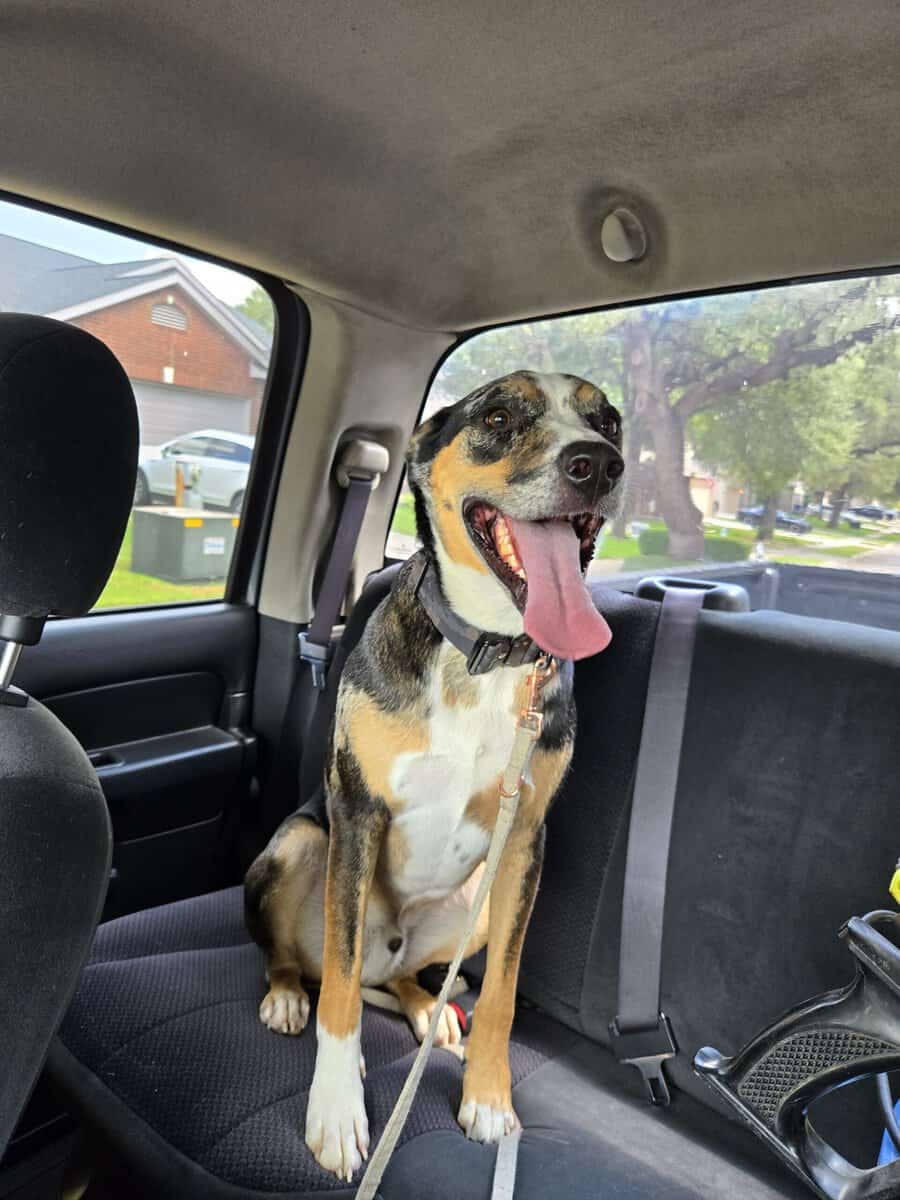 Free dog image 1