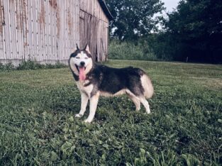 AKC Siberian Husky Male
