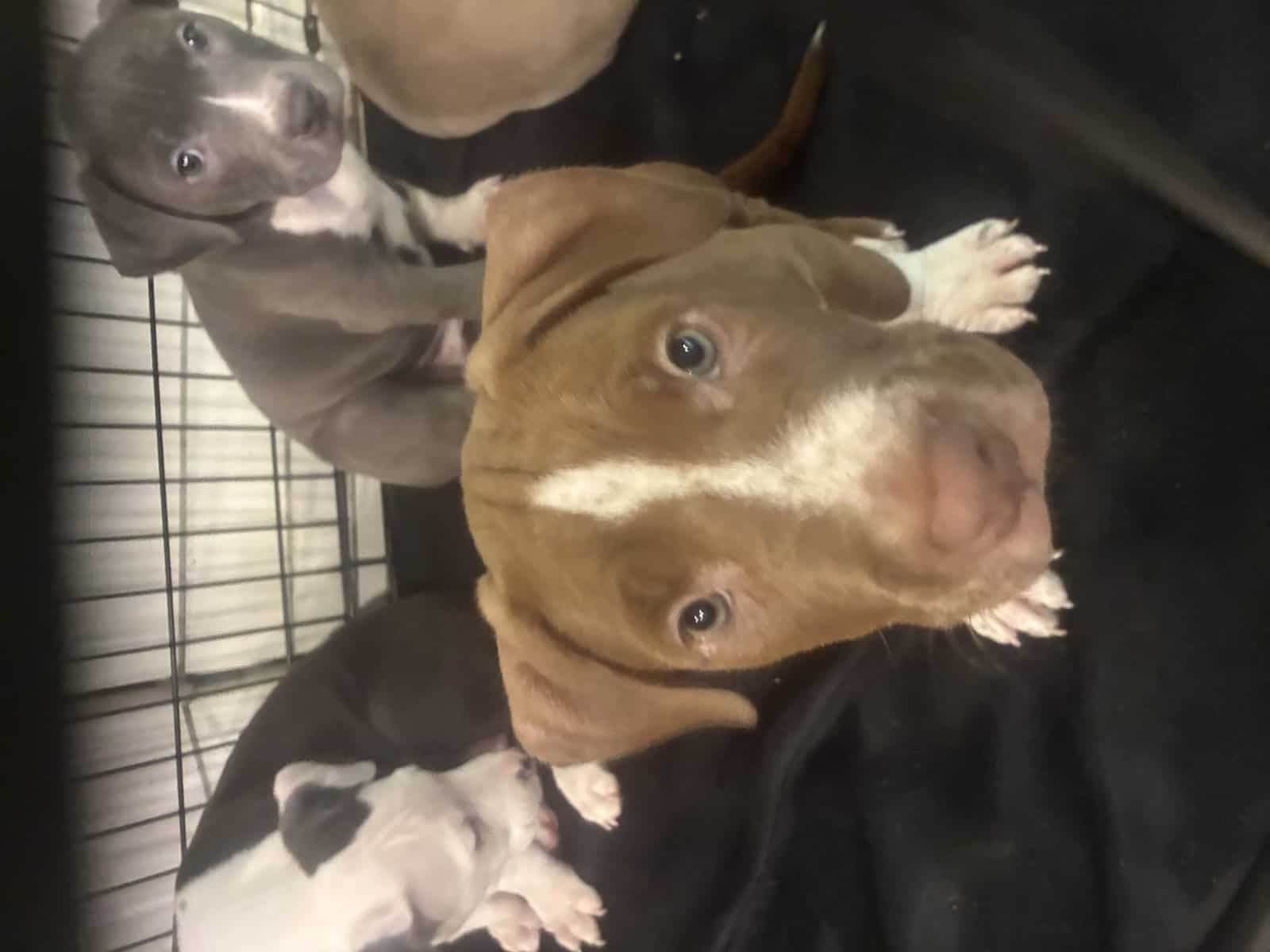 Beautiful American Staffordshire Terrier Puppies. image 11
