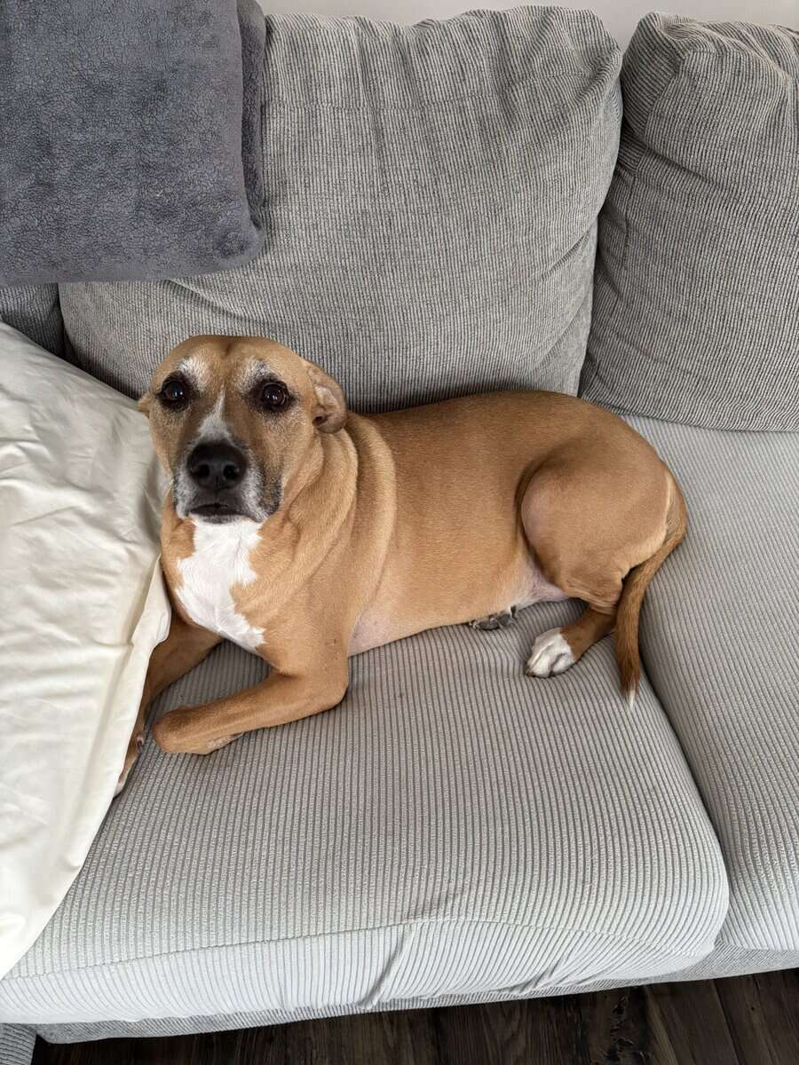 10 year old boxer mix image 1