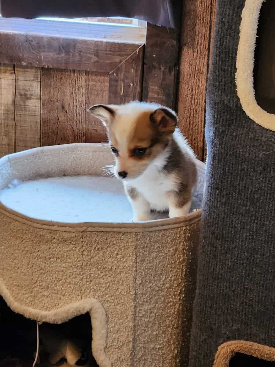 puppies image 15