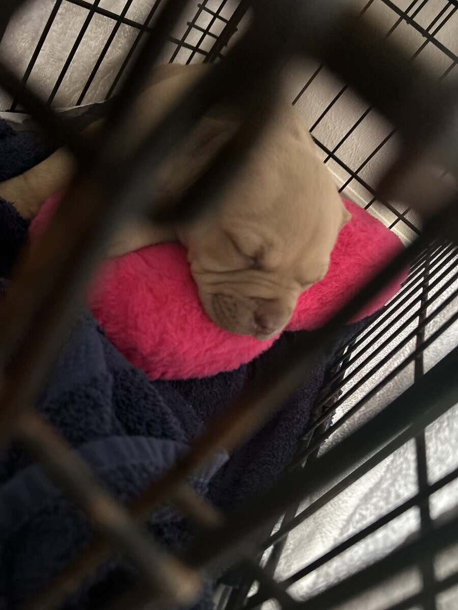 Female Pocket Bully image 3