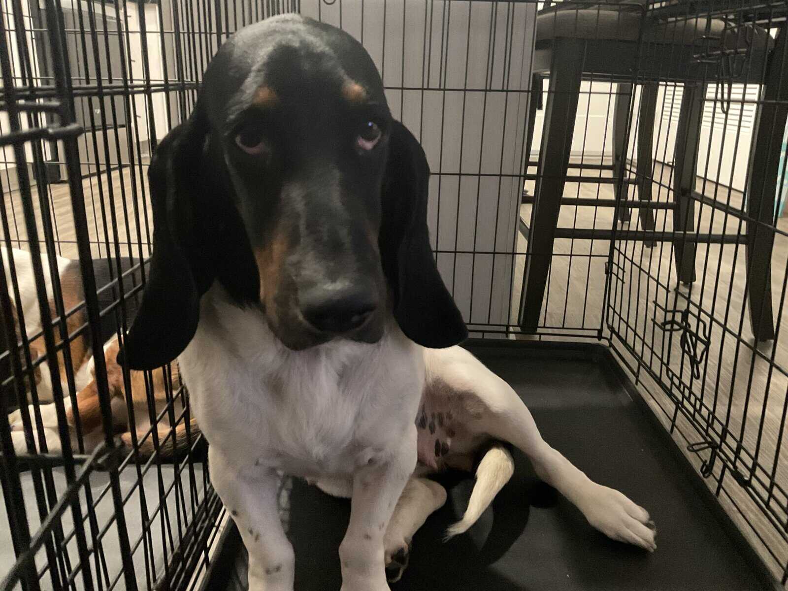 Bassett Hound Puppies image 8
