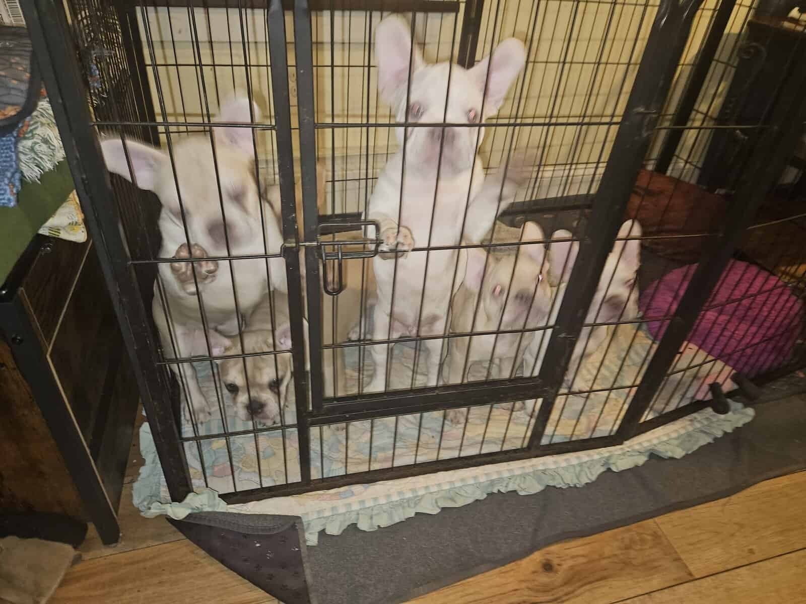 French bulldogs puppies image 3