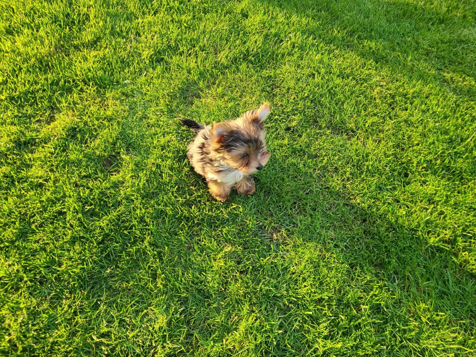 Yorkie image 2