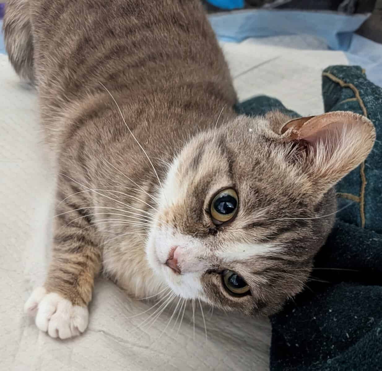 🐾 Rescued Kitties Seeking Forever Homes! image 2