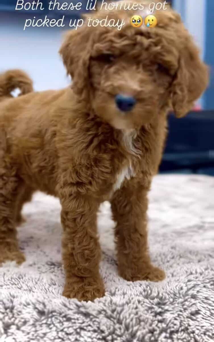 Male Goldendoodle 7 weeks image 2