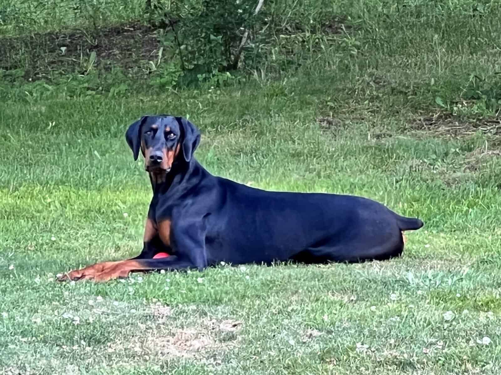 AKC European Doberman Pincher image 1