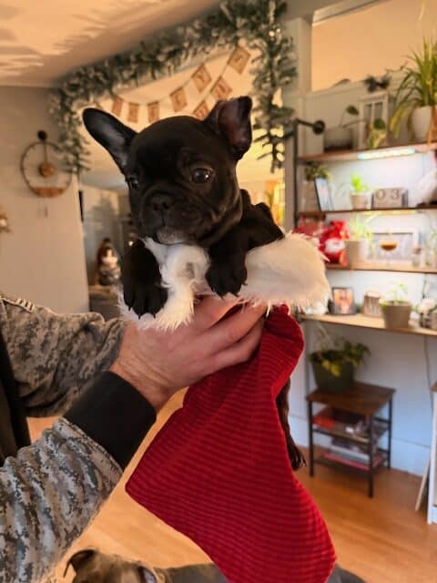 🐾 Miniature French Bulldog Puppies – 9 Weeks Old image 13