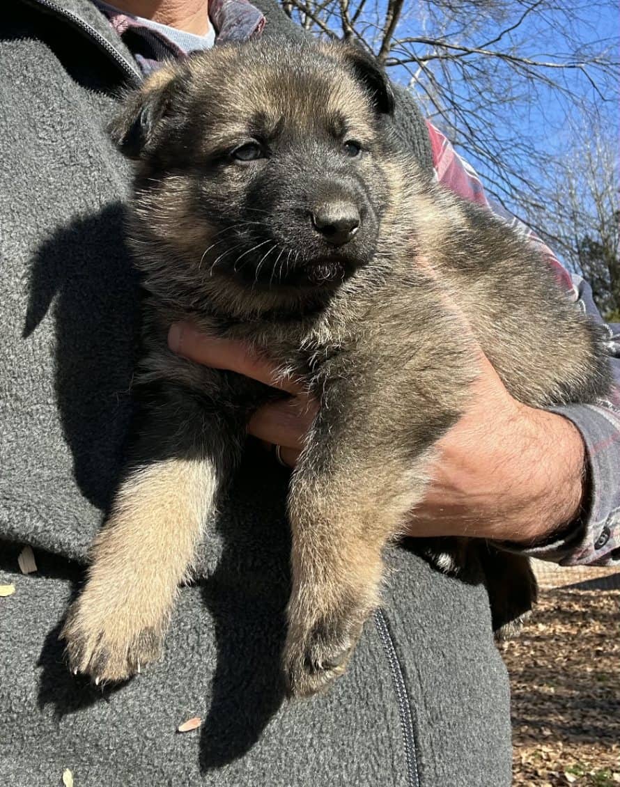 German Shepherd puppy image 2