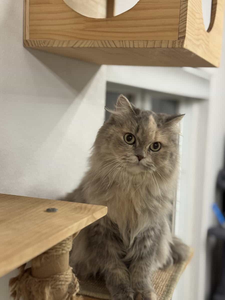 Beautiful long fur Scottish Straight female cat image 5