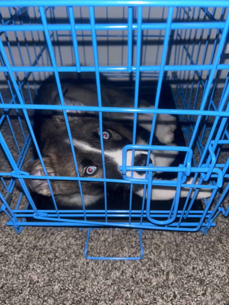 “Courage,” 3 month old husky male image 3