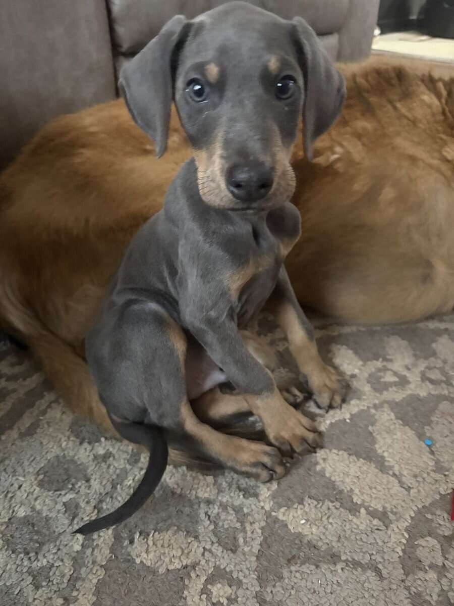 Doberman puppy male image 3