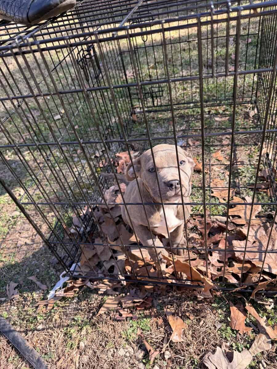 7 2 month old pups image 4