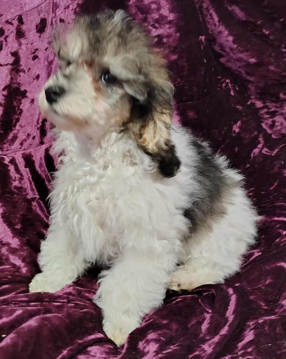 Yorkiepoo image 3
