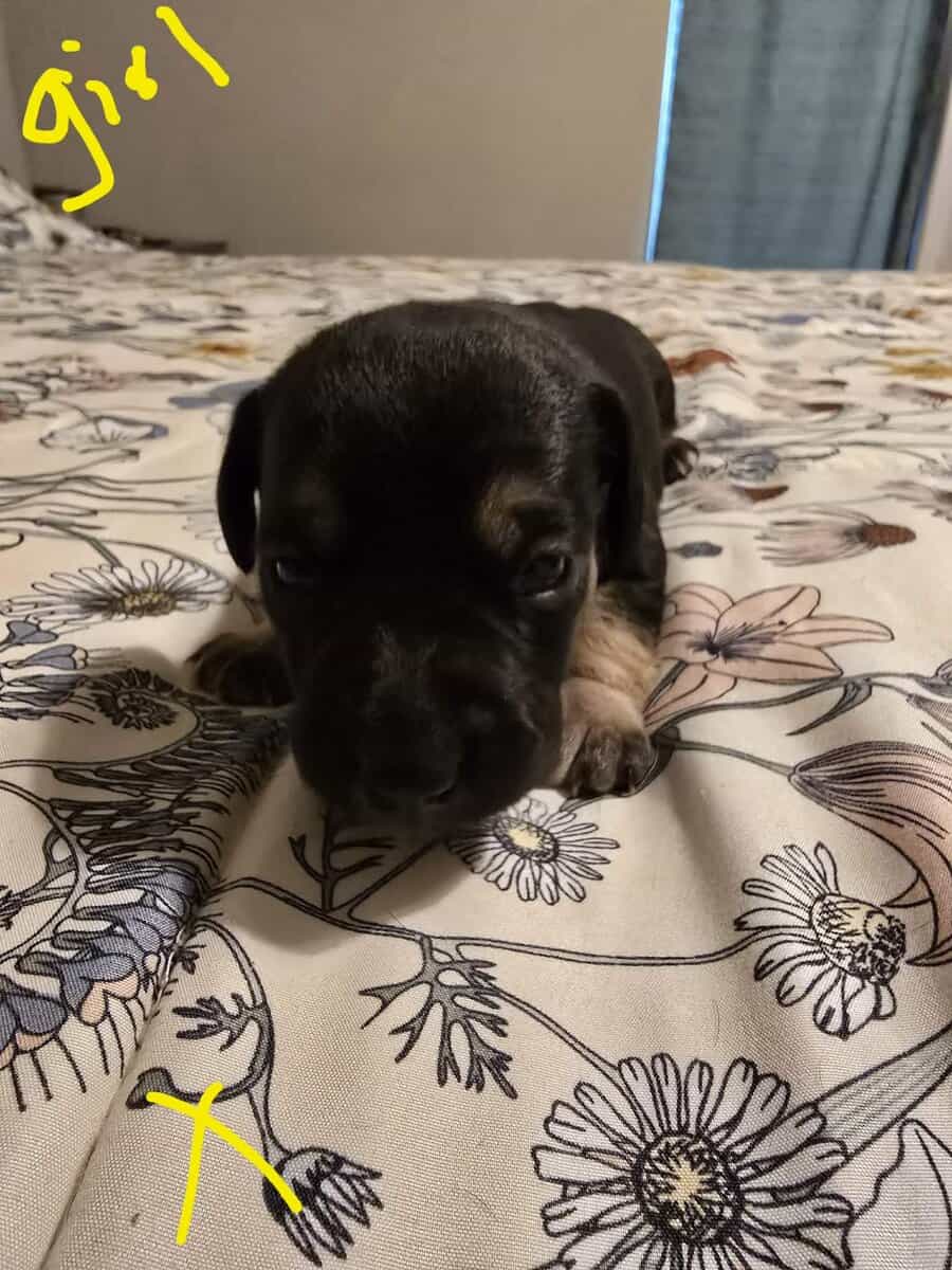 Miniature mix dachshund image 8