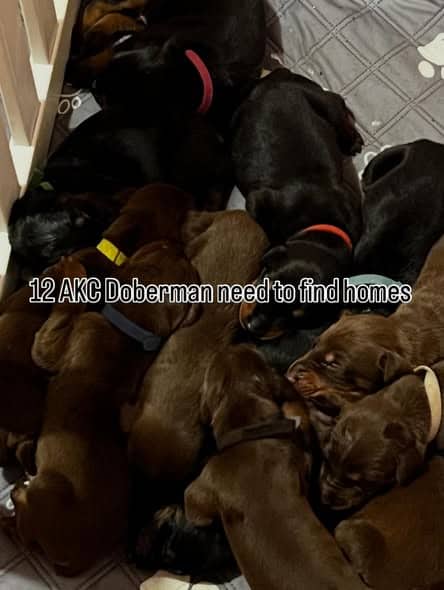AKC European Doberman Pincher image 3