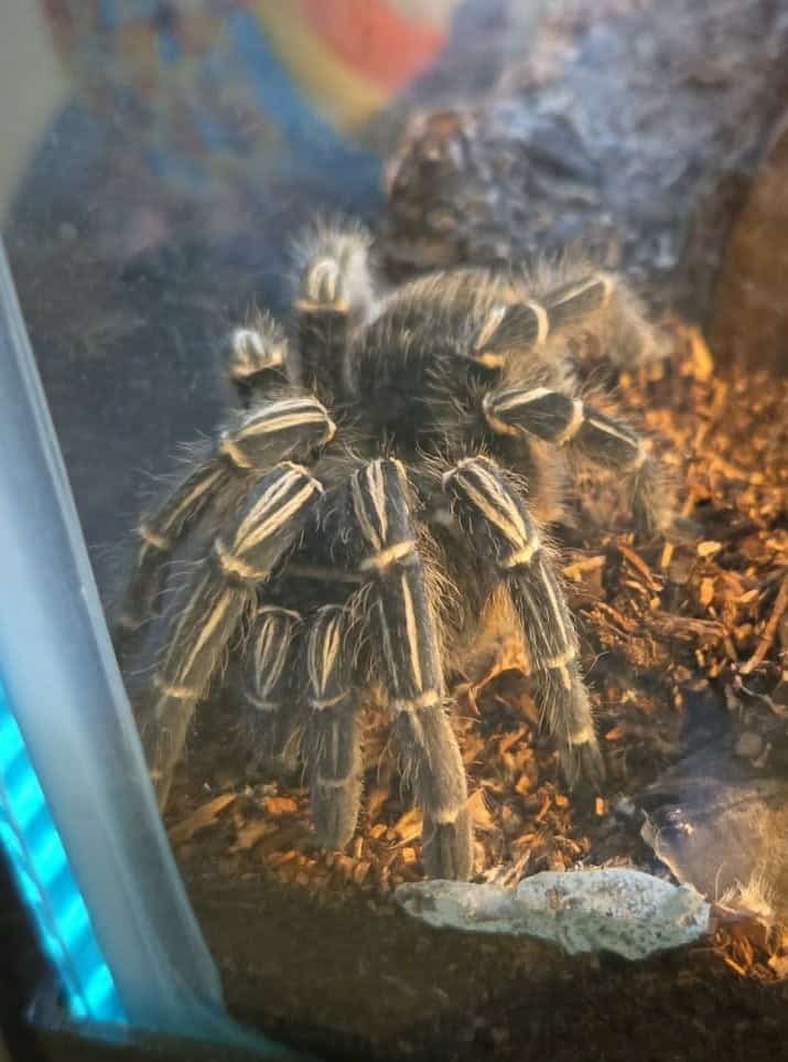 Tarantula for Sale image 1