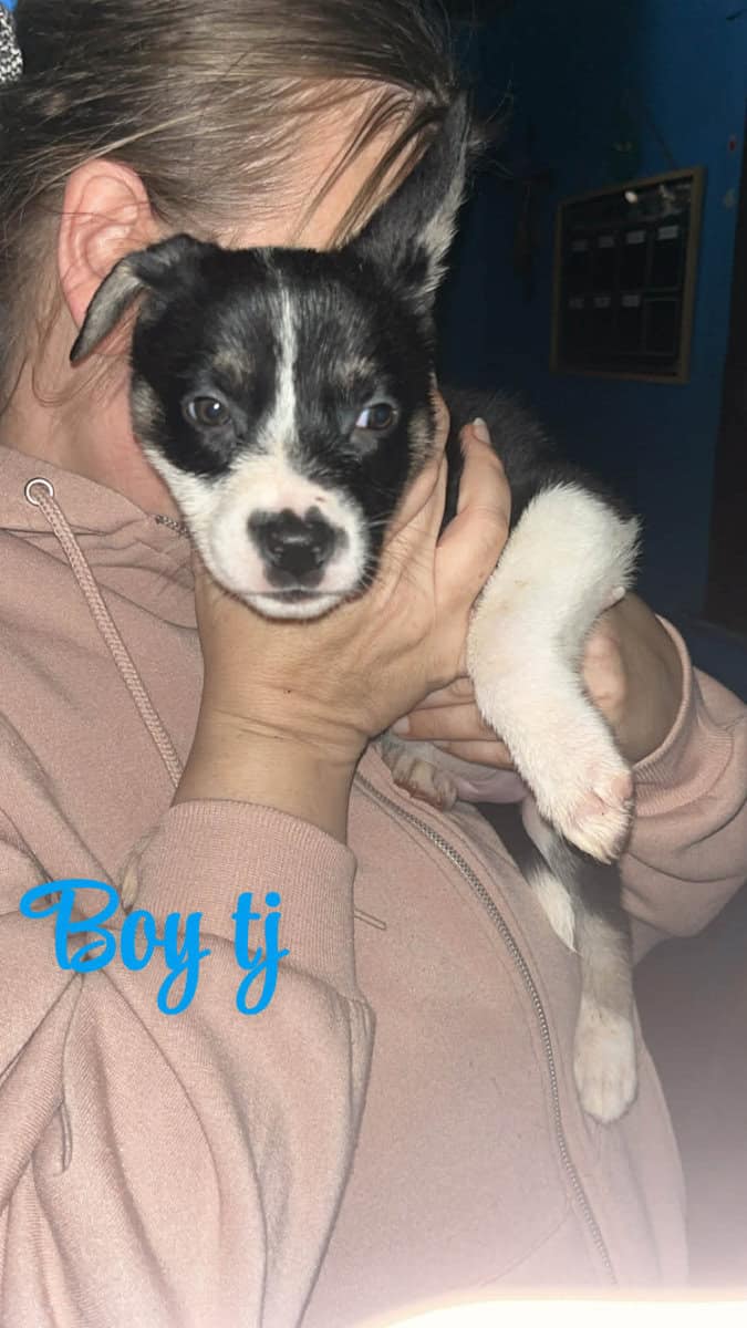 Puppies for sale image 4