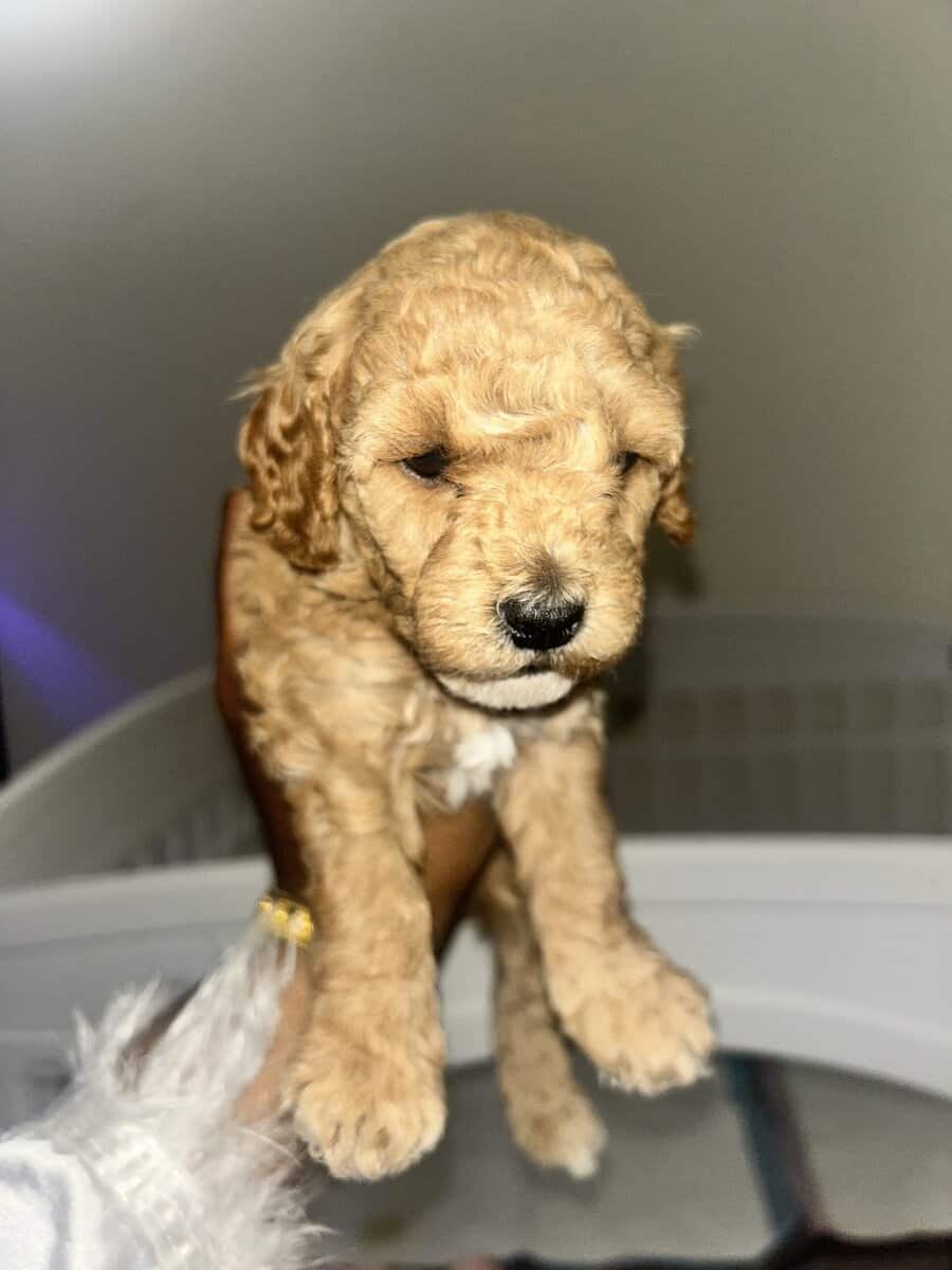 Mini poodle for sale image 3