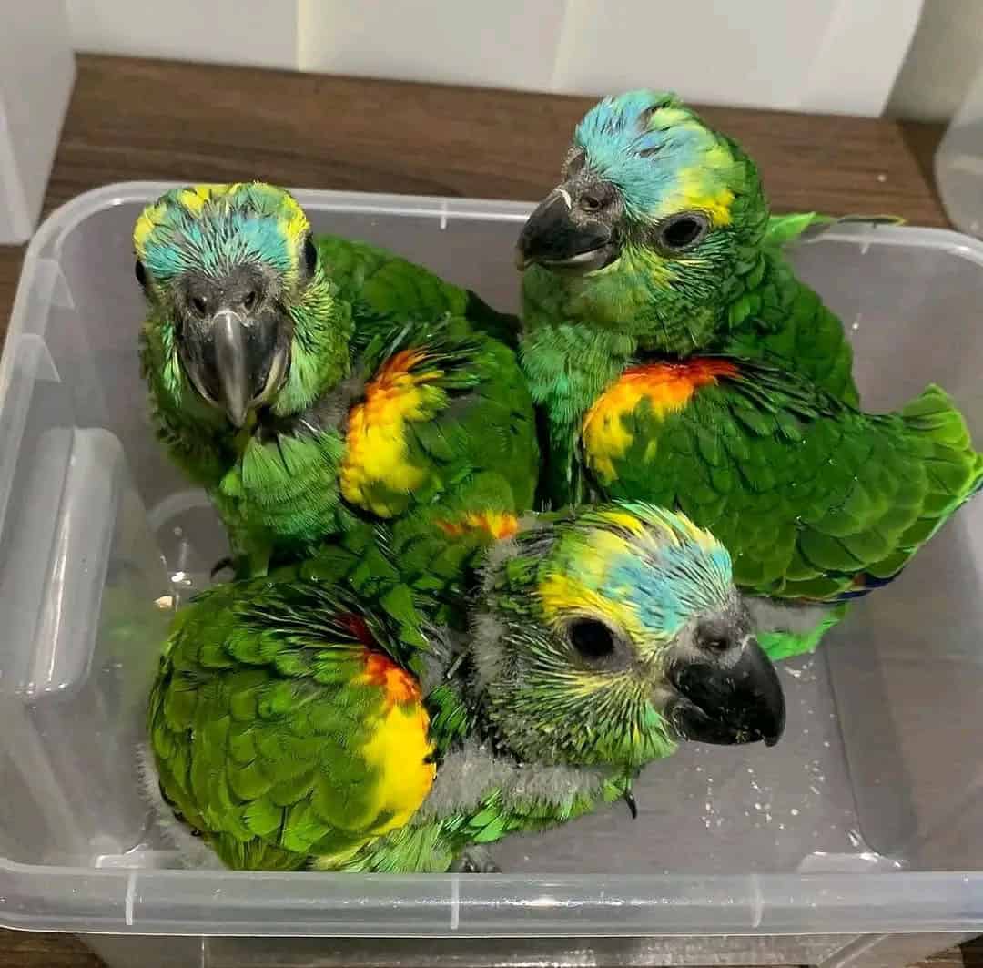 Male and female healthy Amazon Parrots Available image 2
