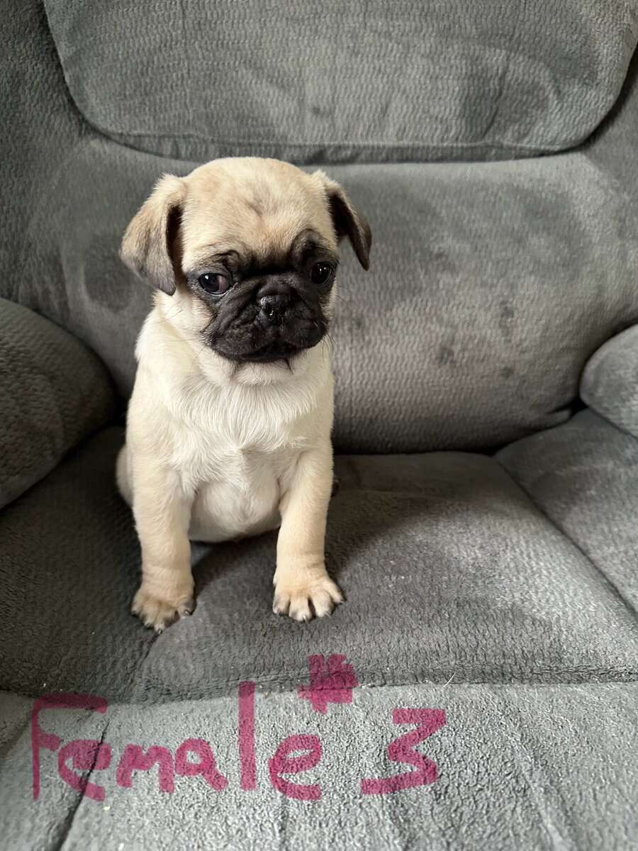 Ckc pug puppies 9 weeks image 3