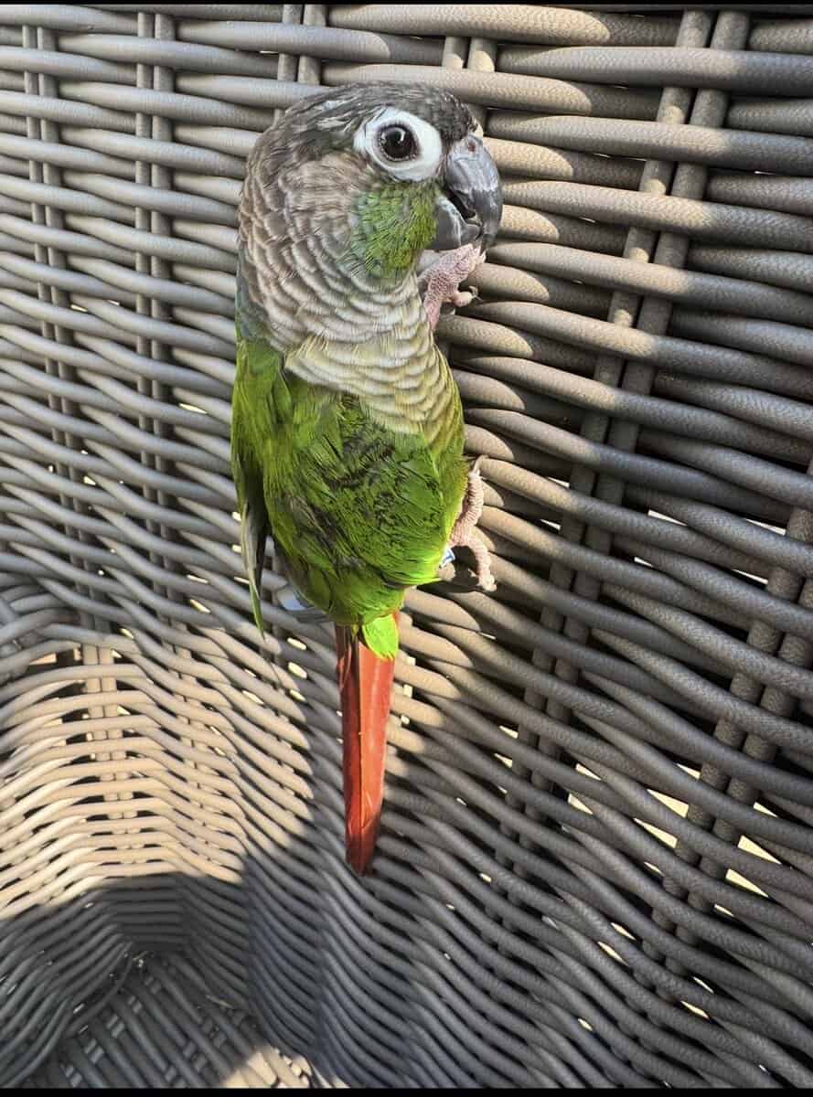 GREEN CONURE -$400 image 1