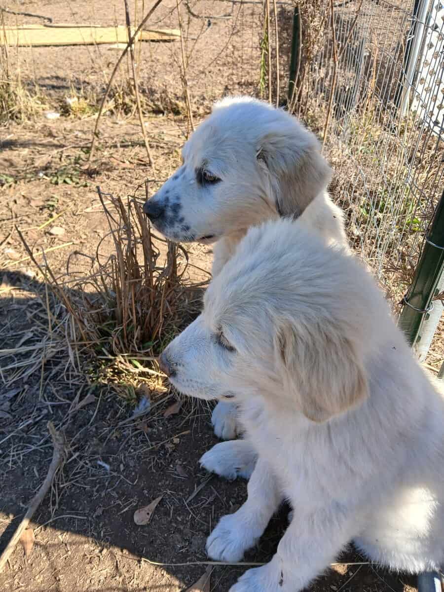 Pyrenees Pup image 2