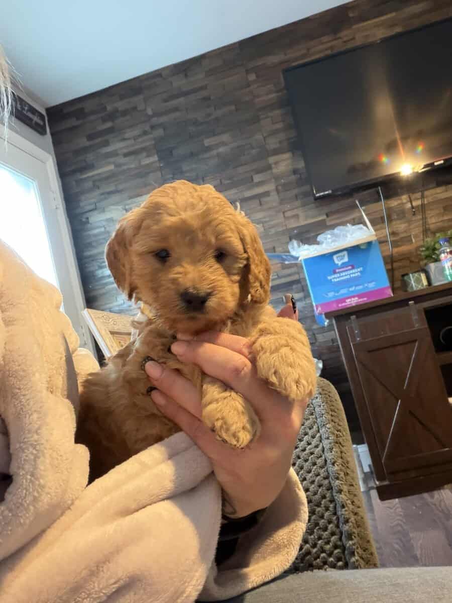 Mini golden doodle image 6