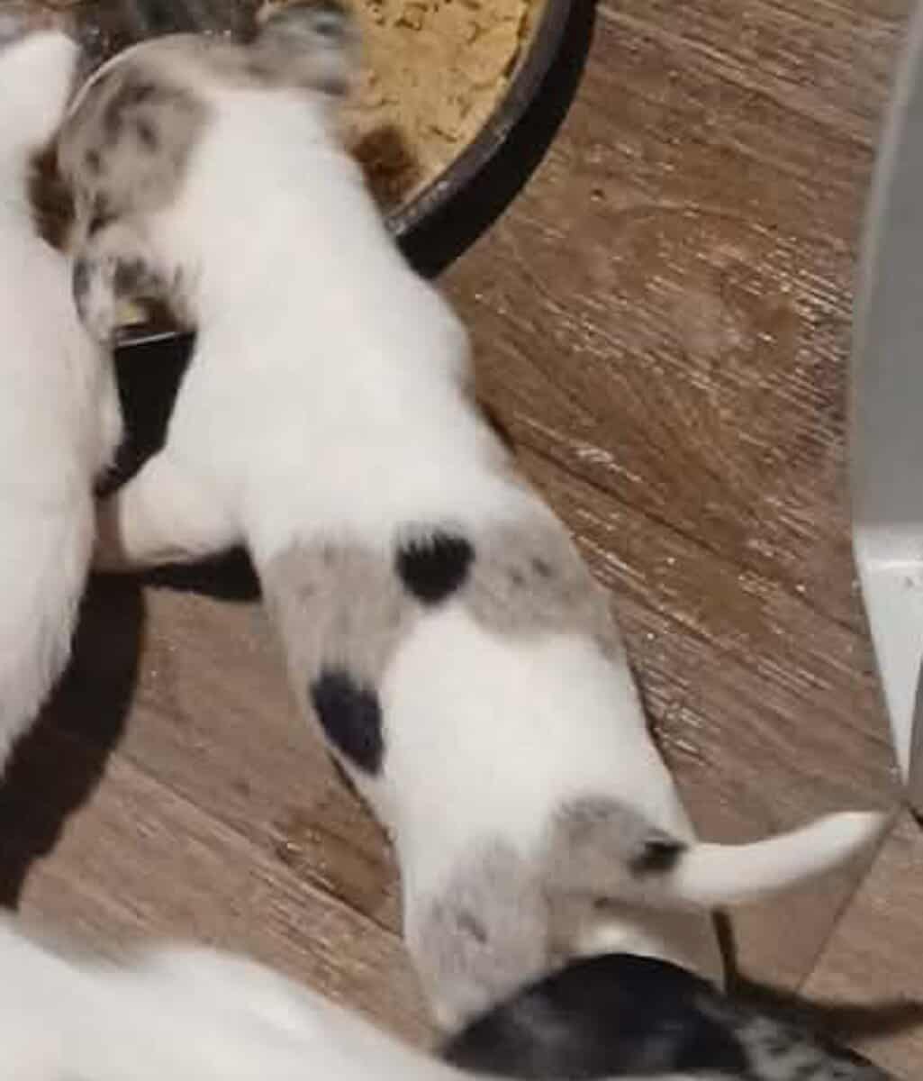Tiny white with Merle piebald female chihuahua pup image 5