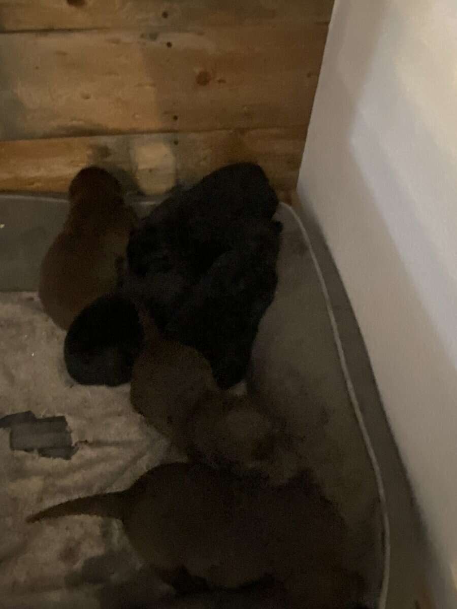Lab puppies image 2