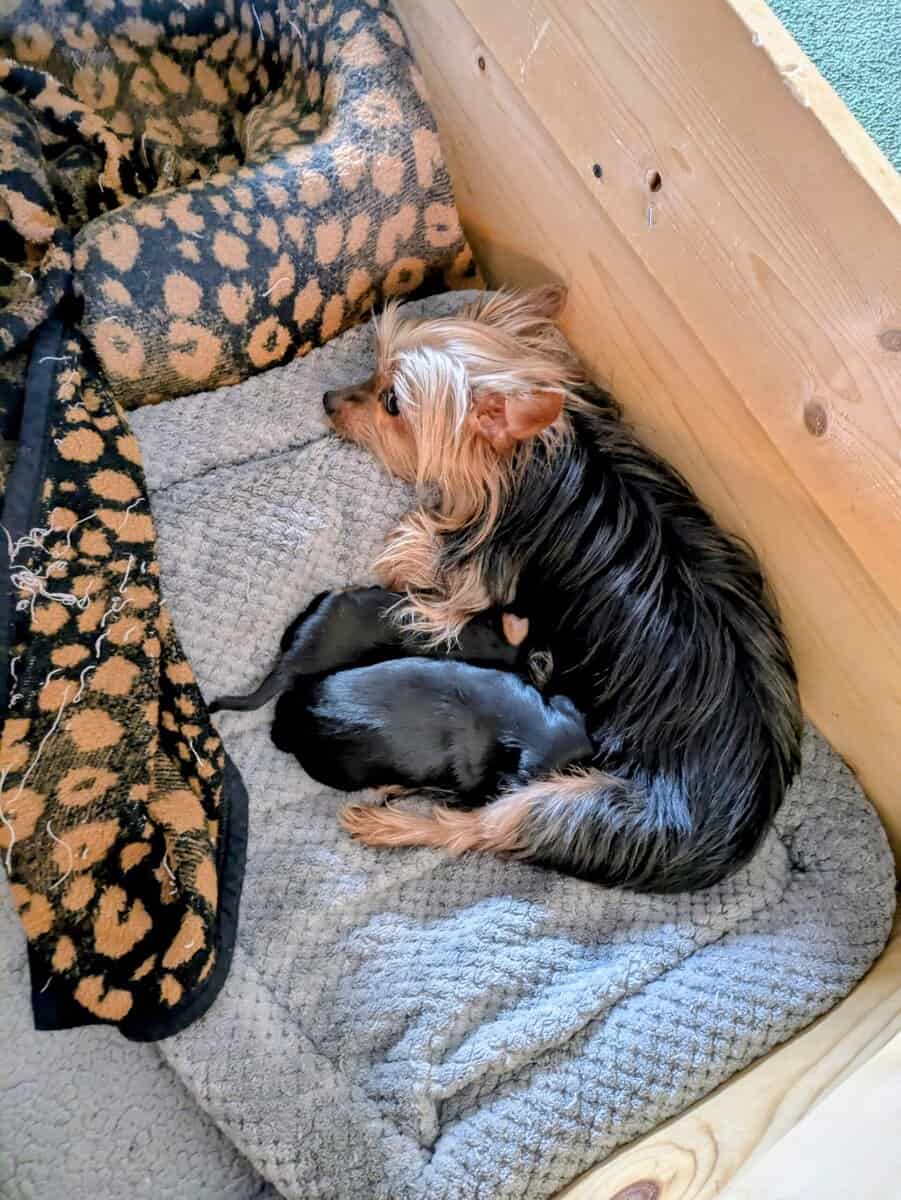 2 Female Yorkshire Terriers image 2
