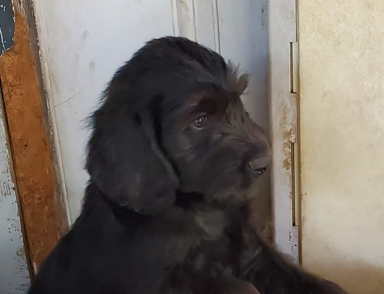 Labradoodle Puppies image 5