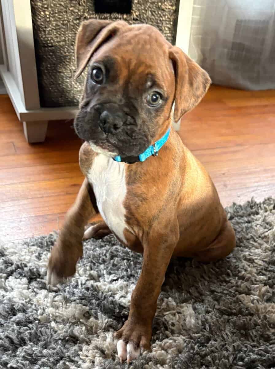 Boxer puppies image 10