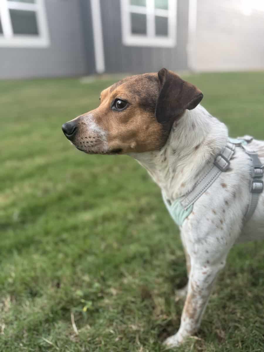 2 year old Red Heeler Babygirl image 1
