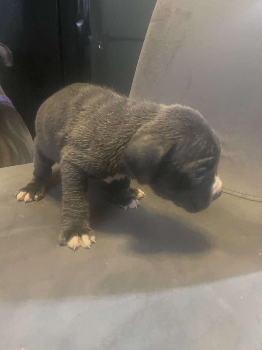 Pitt bull puppies for sale image 8
