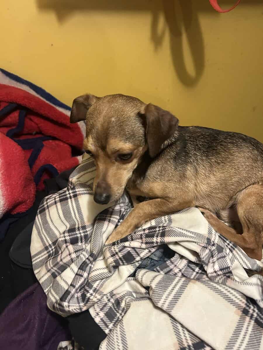 Chihuahua Male image 1